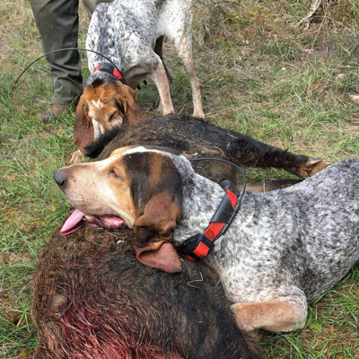 chien chasse sanglier
