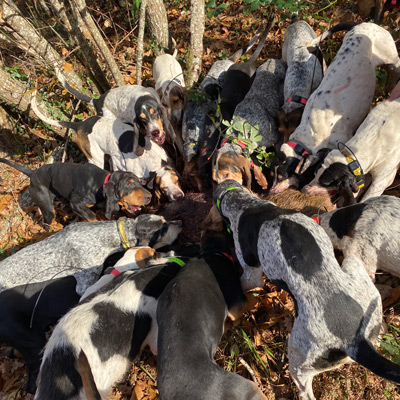 chiens rapprocheurs sanglier