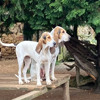 elevage chiens de pied