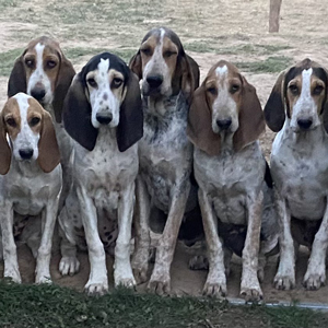 Chiots débourrés