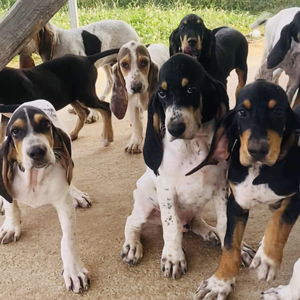 chiots deux mois