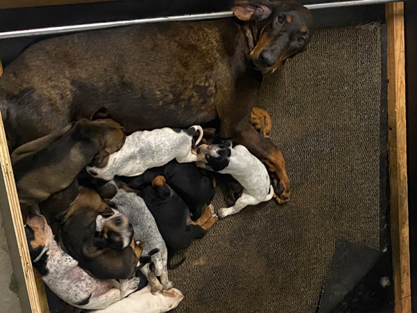 Chienne briquet périgourdin avec portée de chiots