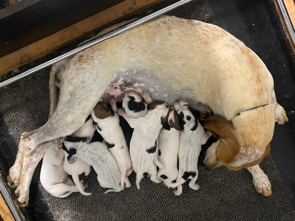 Chienne briquet périgourdin avec portée de chiots