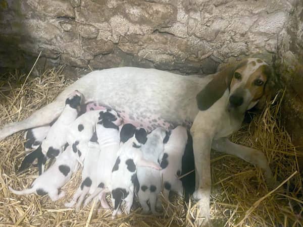 Chienne briquet périgourdin avec portée de chiots